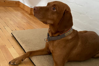 AICGroup Motiv - Karriere - Firmenhund